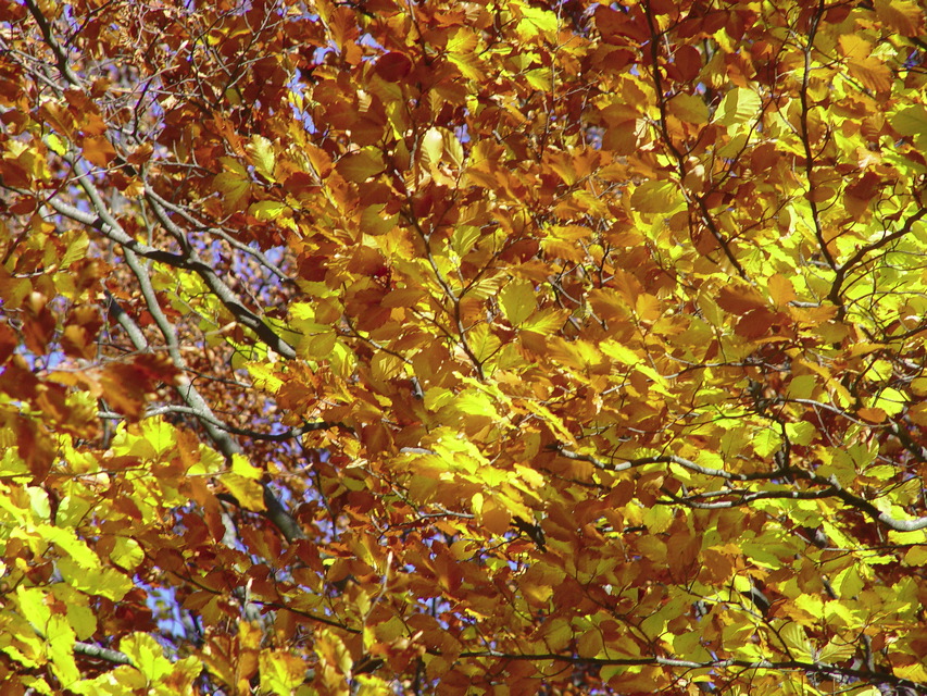 herbst.dsc05608.jpg