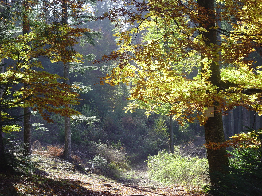 Herbst