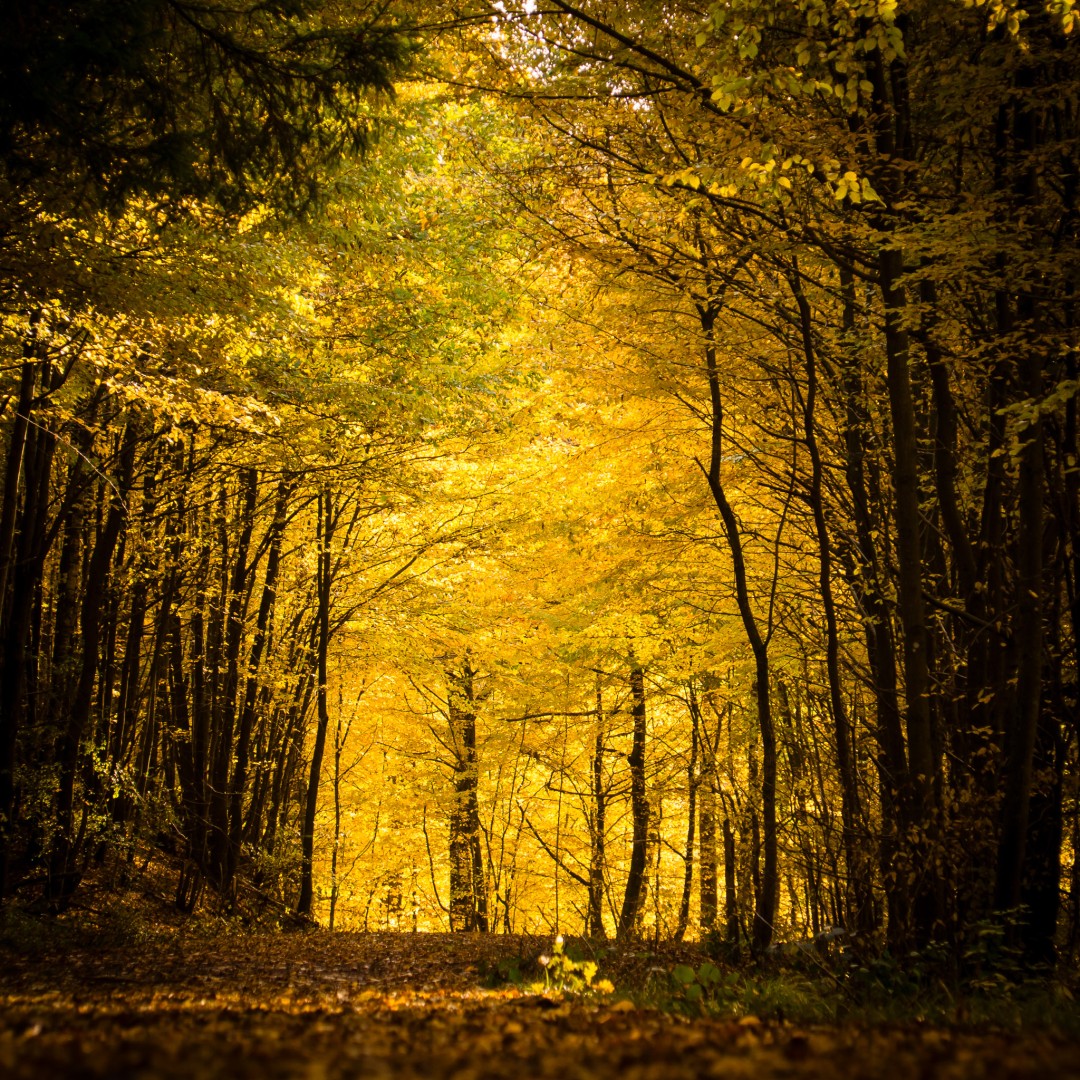 Urwald vor den Toren der Stadt