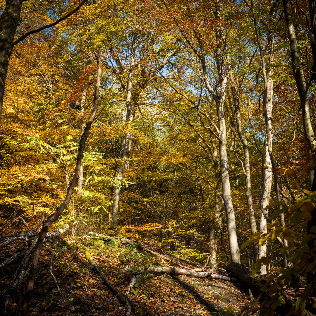 Urwald vor den Toren der Stadt