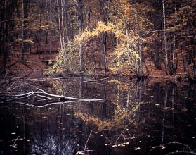 Heart of the Day – Burbacher Waldweiher Heart of the Day – Burbacher Waldweiher