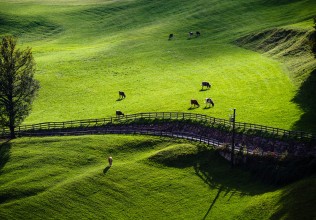 Grüne Wiese Grüne Wiese