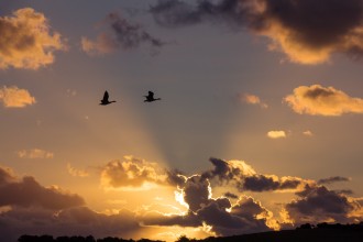 Vögel im Sonnenuntergang