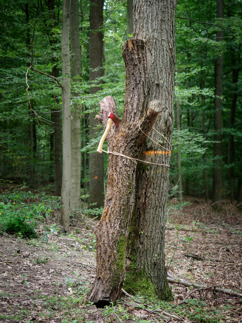 Verbrechen im Wald