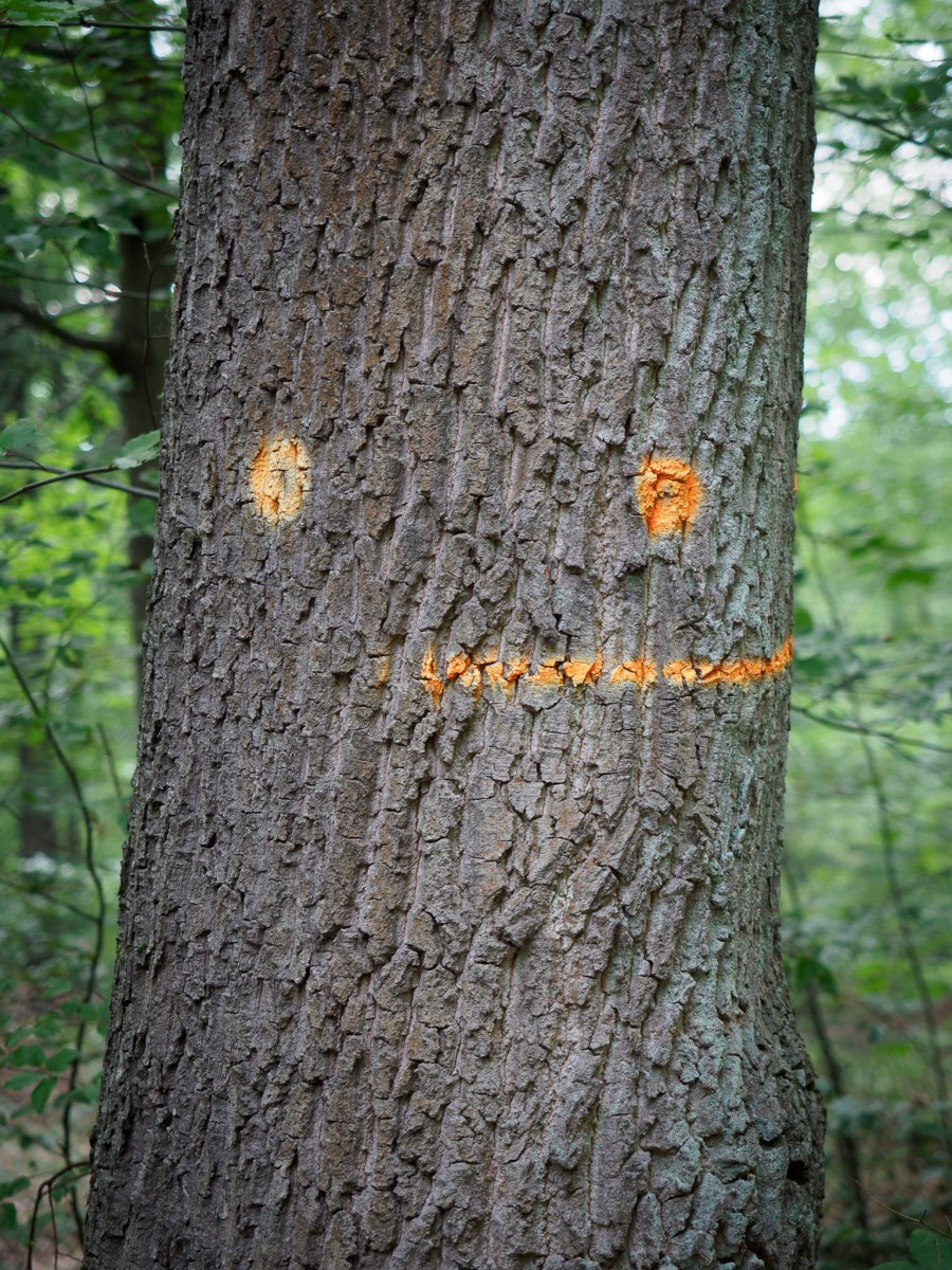 Kunst im Wald