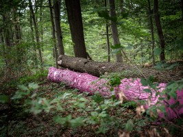 Kunst im Wald
