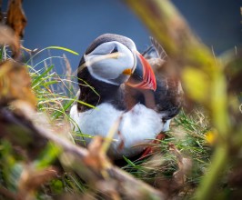 Papageitaucher oder Papageientaucher Papageitaucher oder Papageientaucher