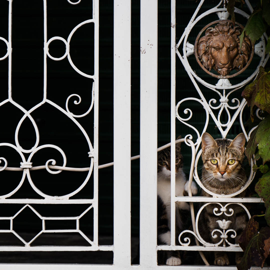 Katzen Italien