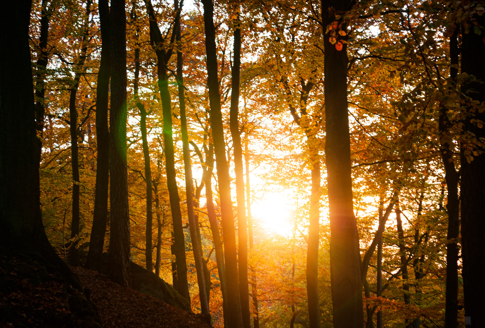 Wald im Herbst