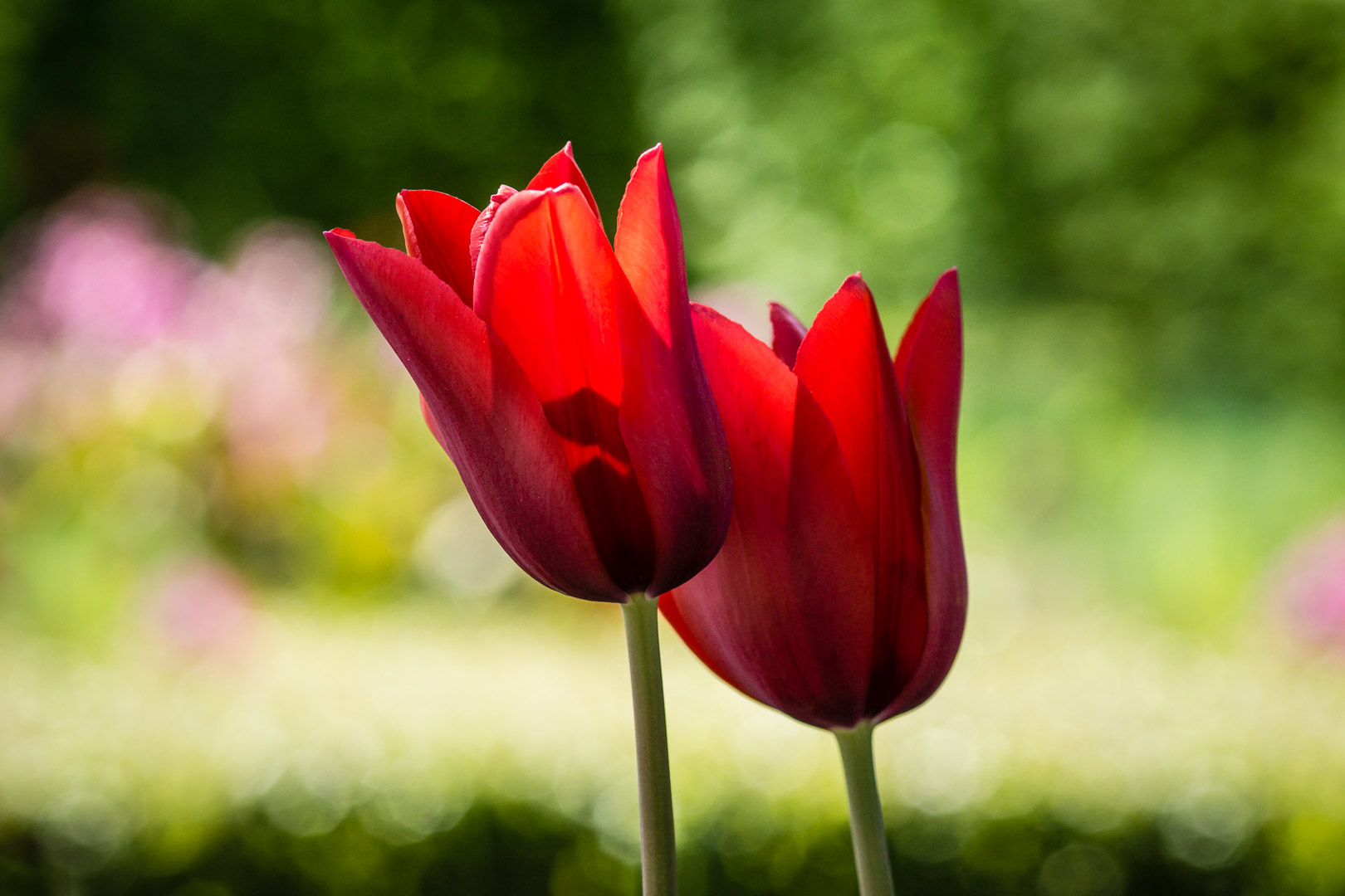 Tulpen