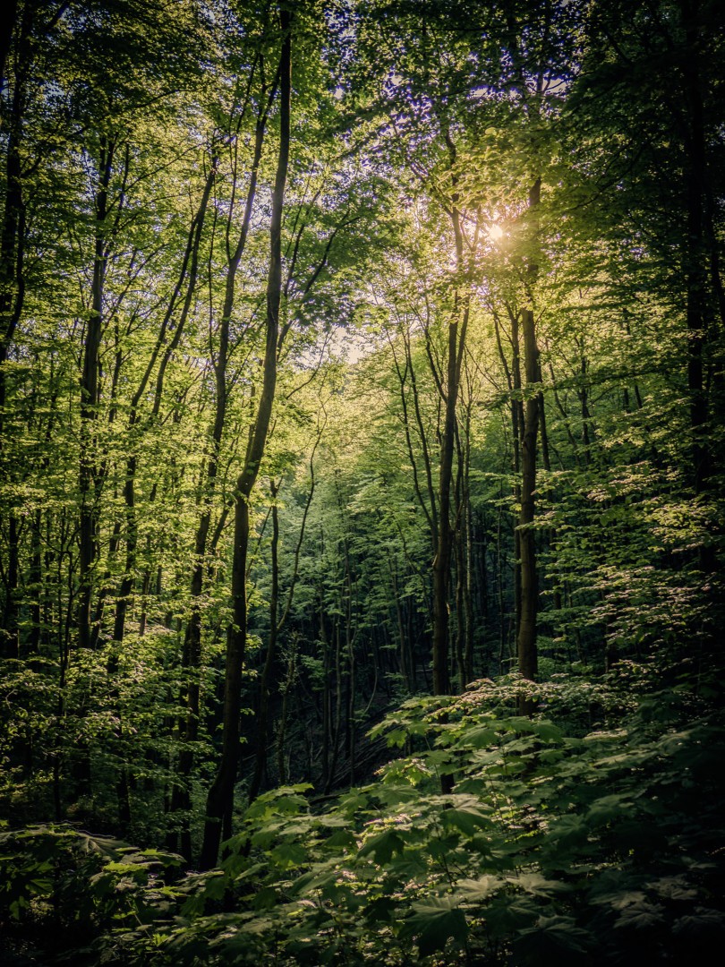 Wald und Sonne