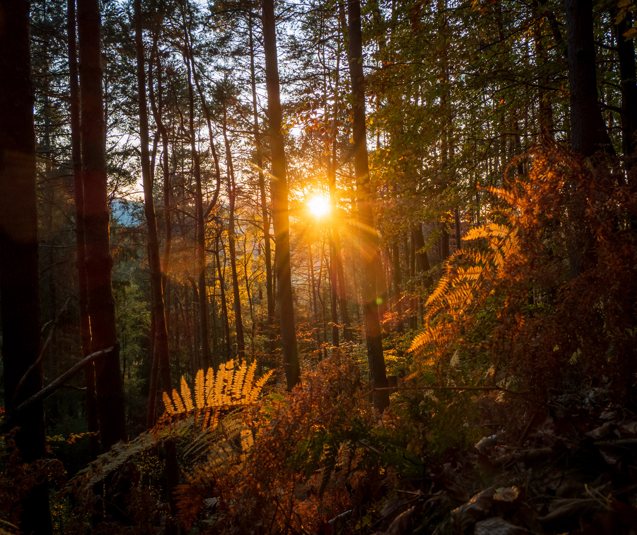 Herbstsonne