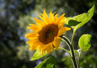 Sonnenblume Sonnenblume