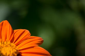 Blüte angeschnitten Blüte angeschnitten