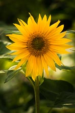 Sonnenblume Sonnenblume