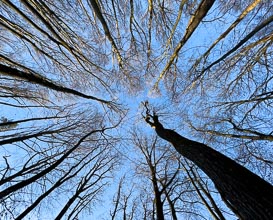 Wald ohne Blätter Wald ohne Blätter