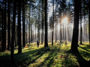 Ich im Wald Ich im Wald