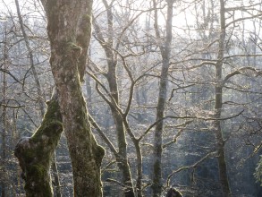 Nationalpark Hunsrück-Hochwald Nationalpark Hunsrück-Hochwald