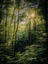 Wald und Sonne Wald und Sonne