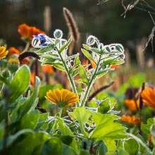 MA300078.jpg MA300078.jpg