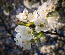 Kirschblüte Kirschblüte