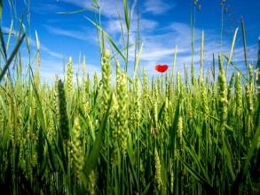 Feld mit Mohnblume Feld mit Mohnblume