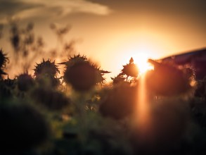 Der Sommer ist vorbei Der Sommer ist vorbei