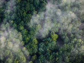 Wald von oben Wald von oben