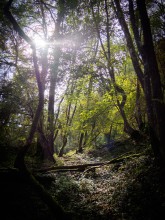 Wald im Frühling Wald im Frühling