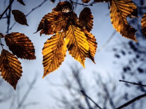 November - Blätter November - Blätter