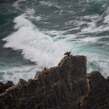 Dramatischer Kormoran, Cabo Sardão