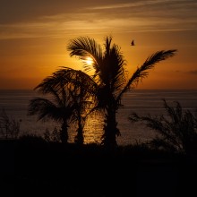 Palmen im Sonnenuntergang Palmen im Sonnenuntergang