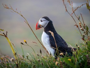 Papageitaucher oder Papageientaucher