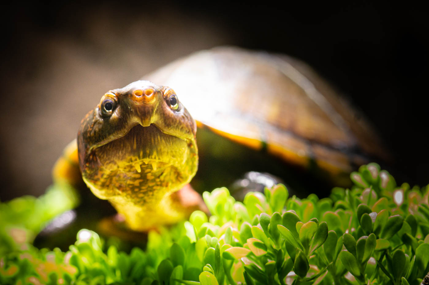 Kinosternon Cruentatum Klappschildkröte