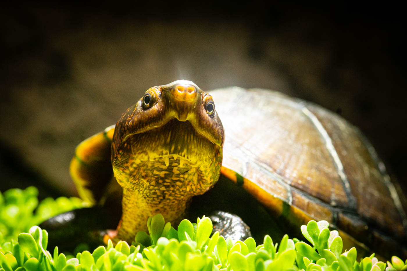 Kinosternon Cruentatum Klappschildkröte