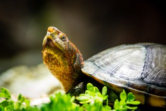 Kinosternon Cruentatum Klappschildkröte Kinosternon Cruentatum Klappschildkröte