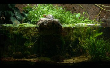 Turtle Aquarium Turtle Aquarium