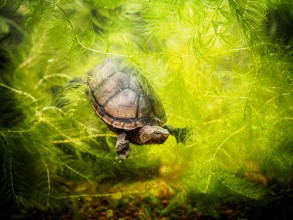 Wasserschildkröte Wasserschildkröte