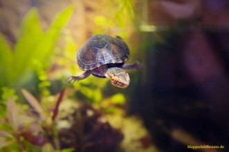 Wasserschildkröte Wasserschildkröte