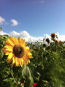 sonnenblume-img_3457