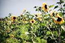 sonnenblumen-08519