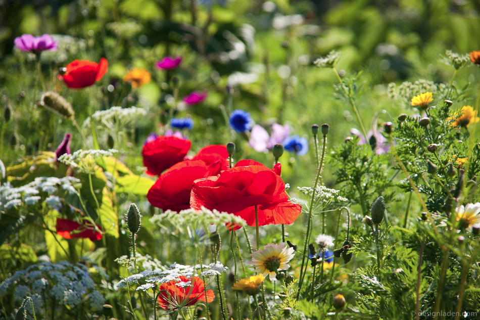 blumen-sommer-08549.jpg