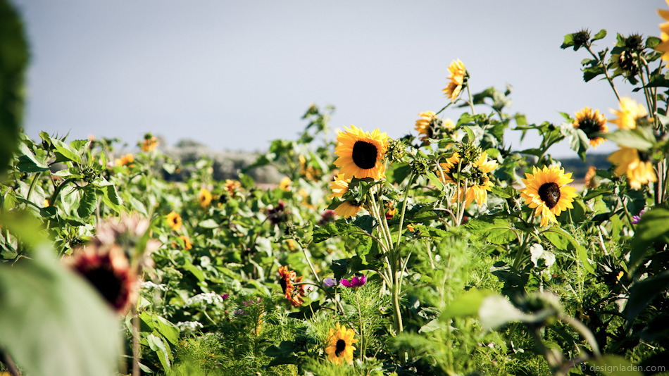 sonnenblumen-08520.jpg