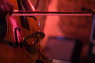 pict1719-cello
