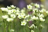 blumen.pict2078