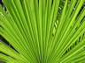 palme.dsc09829