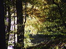 wald.herbst.dsc05557