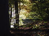 wald.herbst.dsc05558