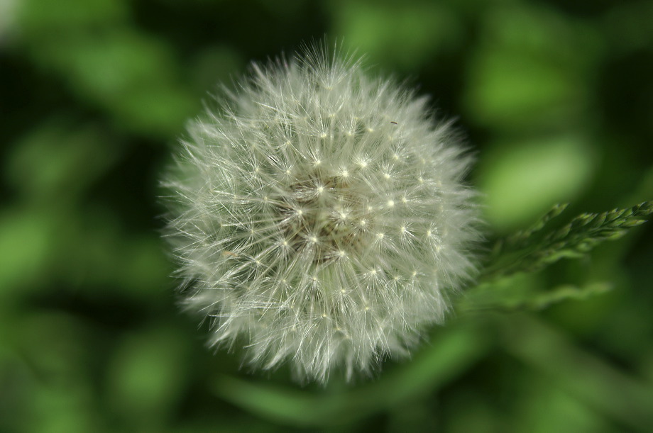 pusteblume.pict3210.jpg