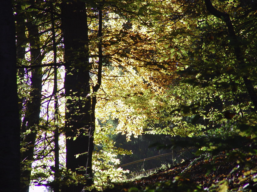 wald.herbst.dsc05557.jpg
